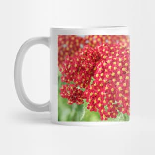 Achillea &#39;Fanal&#39; Yarrow Syn. Achillea &#39;The Beacon&#39; Mug